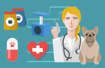 Simple and Surgical Extractions in the Dog & Cat