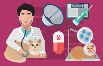 Feline Heart Disease