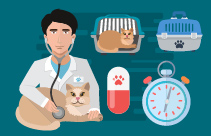 The Cat Owner - Feline Friend or Foe?